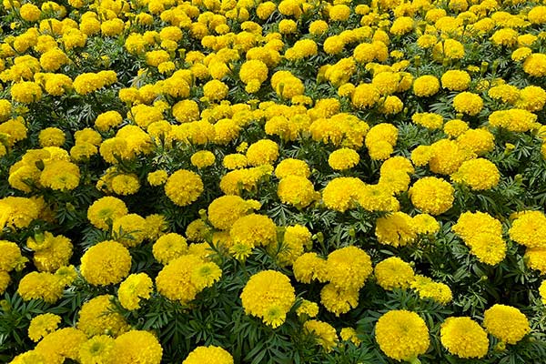 Yellow marigold flowers during spring in Saigon